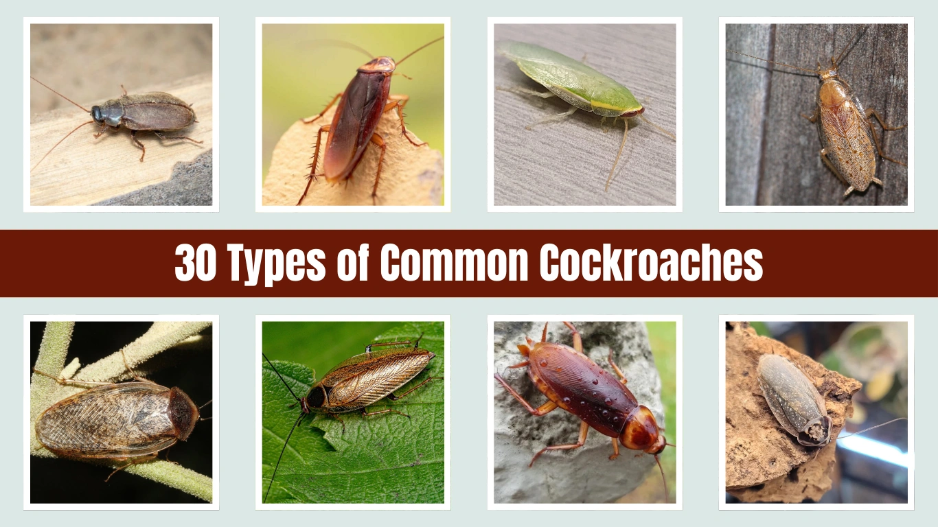30 Types of Common Cockroaches Identify the Different Species