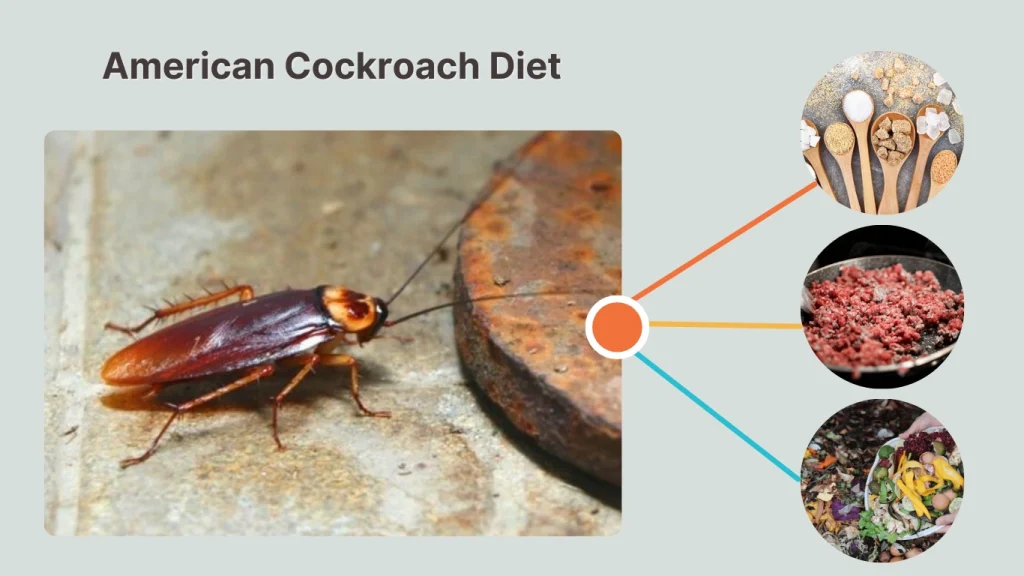 American Cockroach Diet