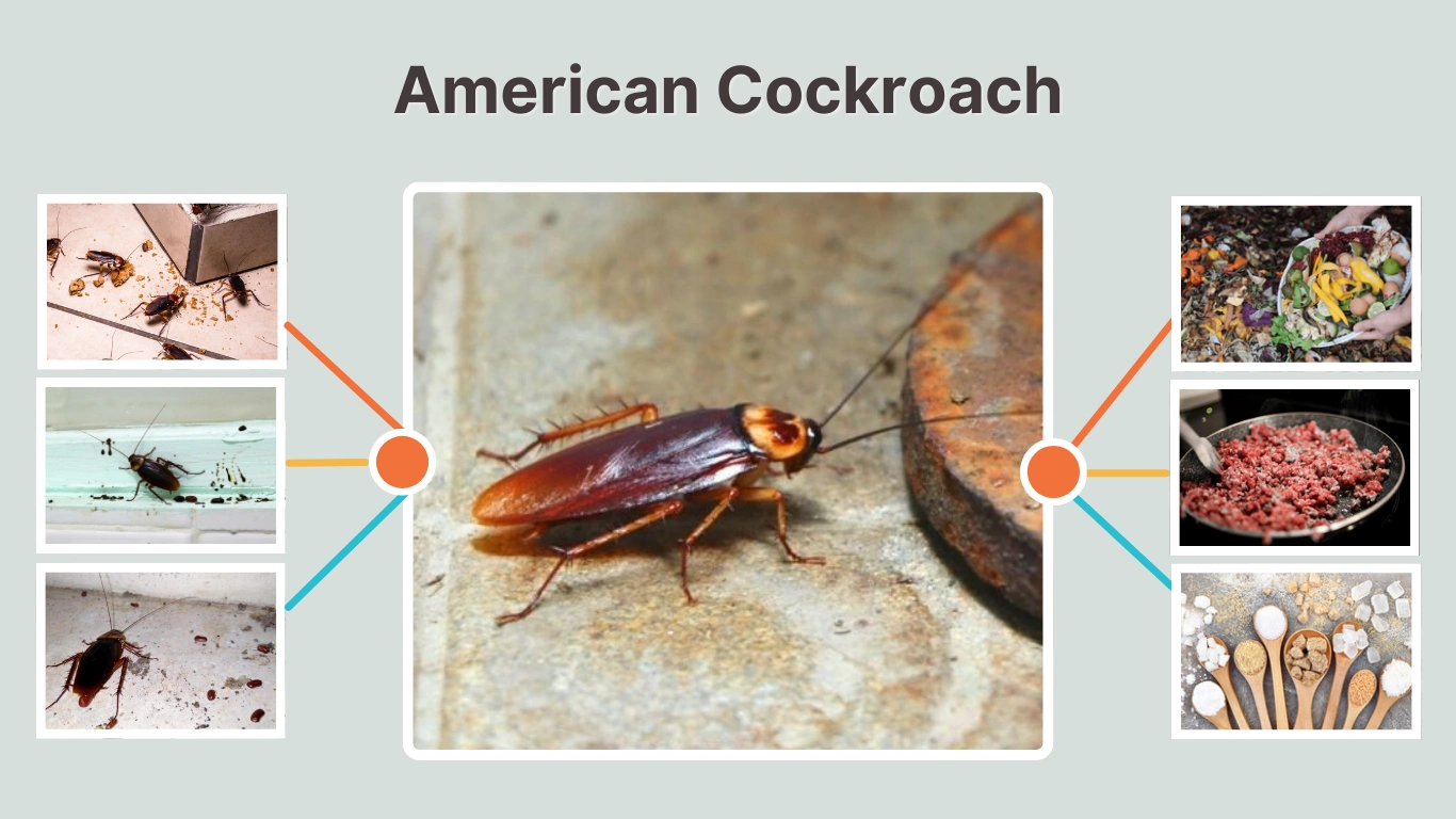 American Cockroach Size, Identification, Life Cycle, Diet & Facts