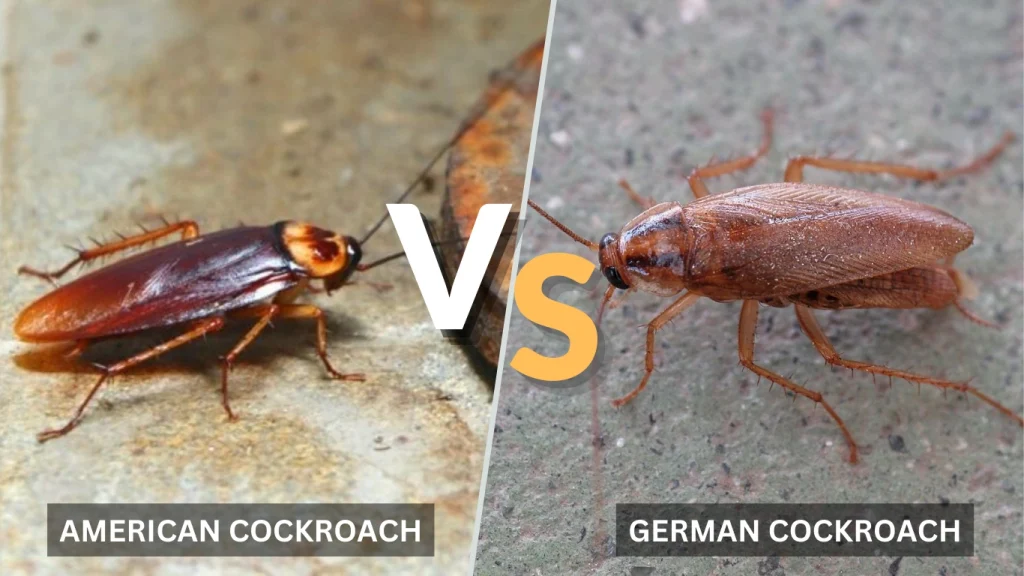 American Cockroach vs. Other Cockroach Species
