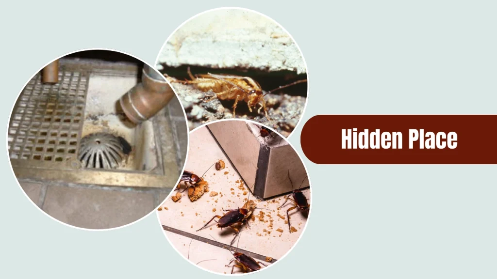 American cockroach (Periplaneta americana) is one of the largest common household cockroach