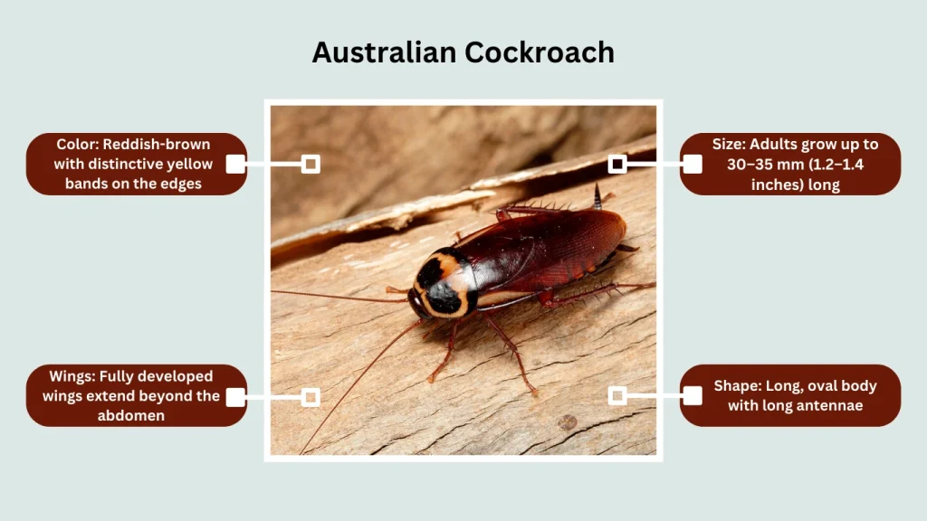 Australian Cockroach