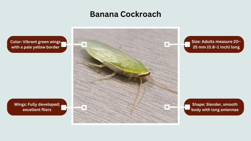 Banana Cockroach