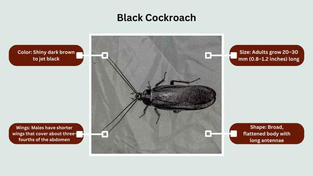 Black Cockroach