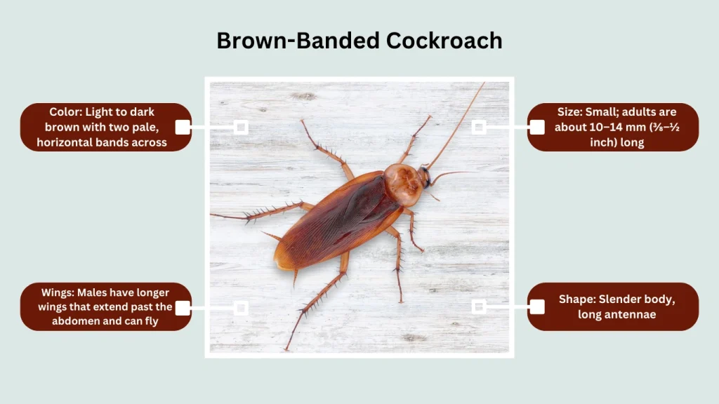 Brown-Banded Cockroach