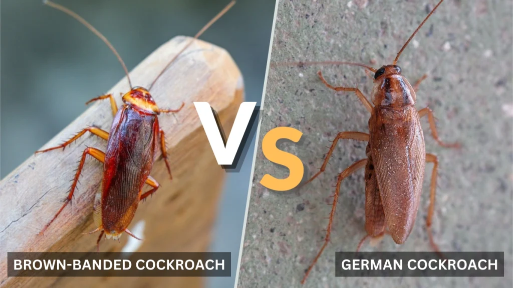 Brown-Banded Cockroach vs. German Cockroach