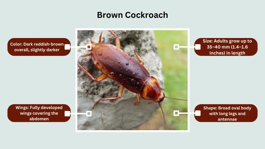 Brown Cockroach