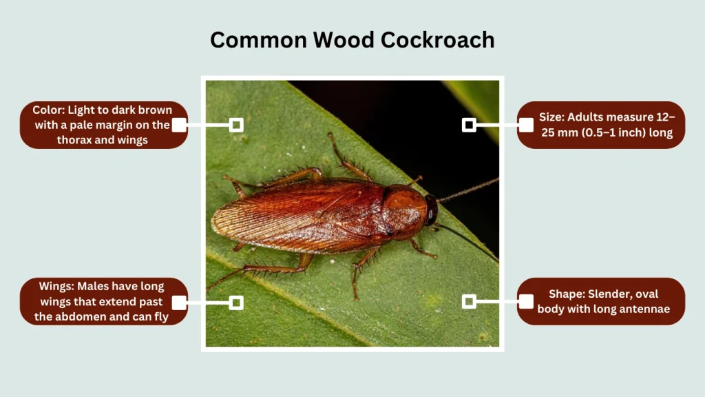Common Wood Cockroach