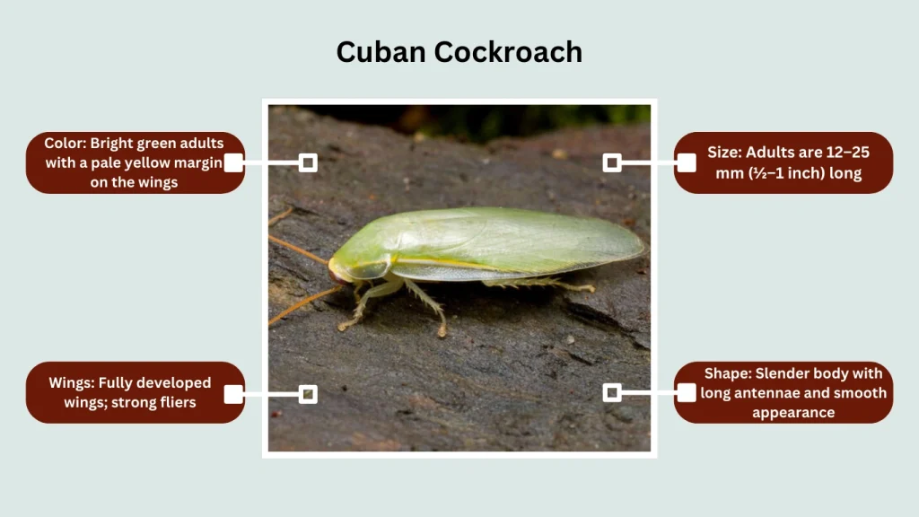Cuban Cockroach