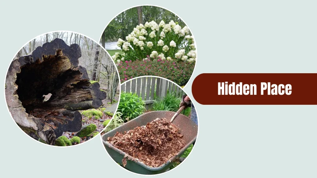 Cuban cockroaches nest in outdoor vegetation and moist debris, such as