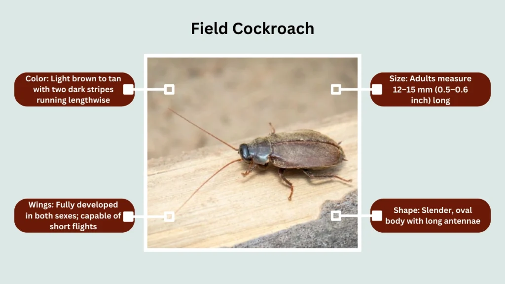 Field Cockroach