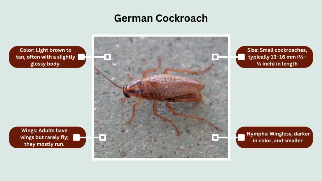 German Cockroach
