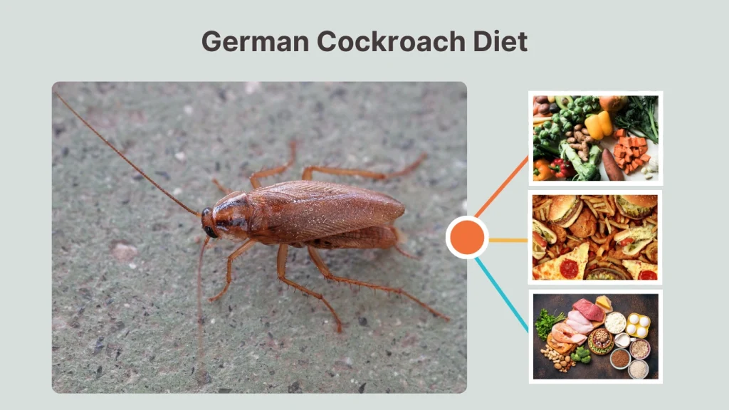 German Cockroach Diet