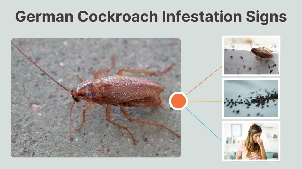 German Cockroach Infestation Signs