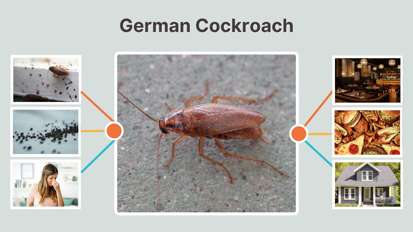 German Cockroach Size, Diet, Identification, Life Cycle & Facts