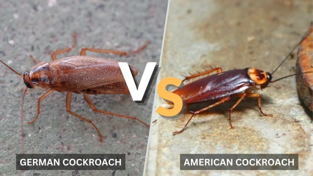 German Cockroach vs. American Cockroach