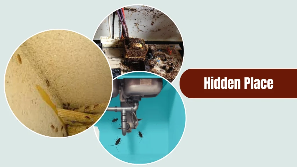 German cockroaches are masters of concealment.