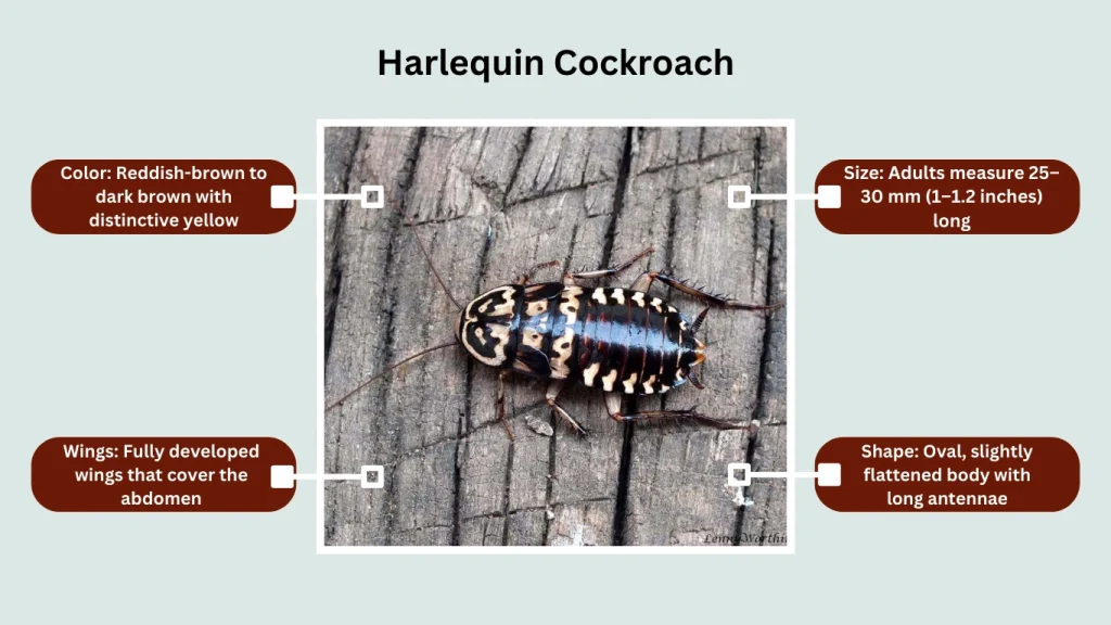 Harlequin Cockroach