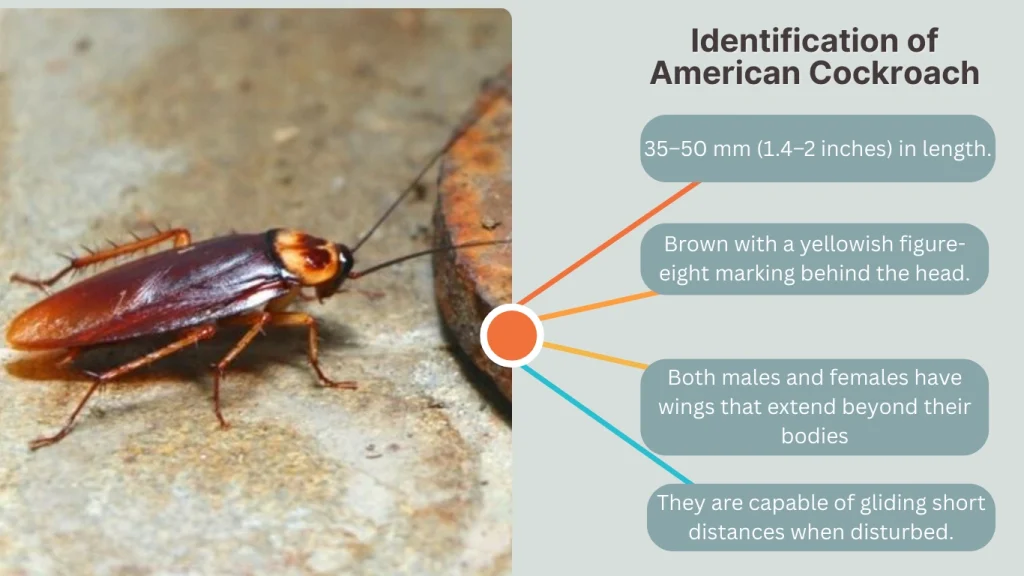 Identification of American Cockroach