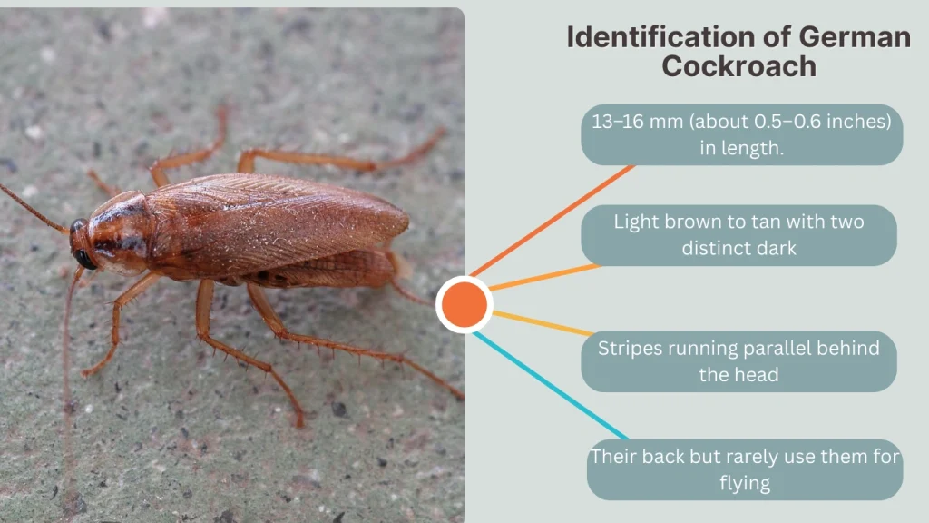 Identification of German Cockroach
