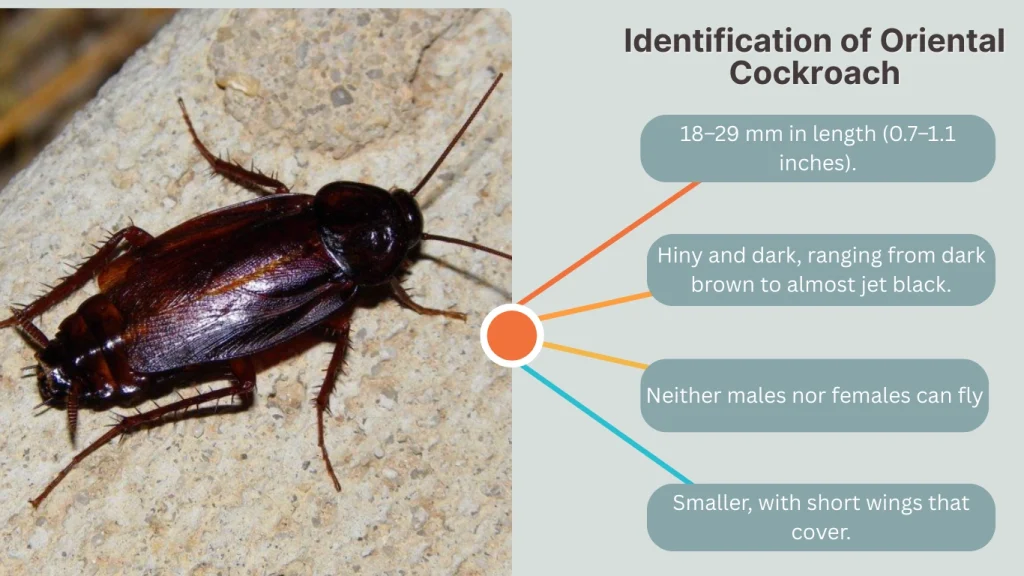 Identification of Oriental Cockroach