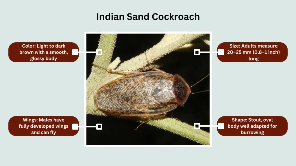 Indian Sand Cockroach