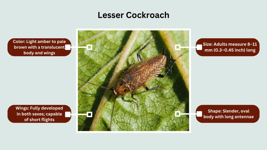 Lesser Cockroach