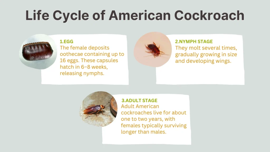Life Cycle of American Cockroach