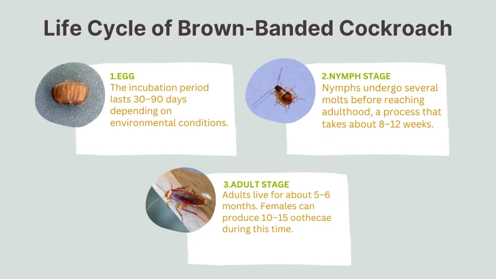 Life Cycle of Brown-Banded Cockroach