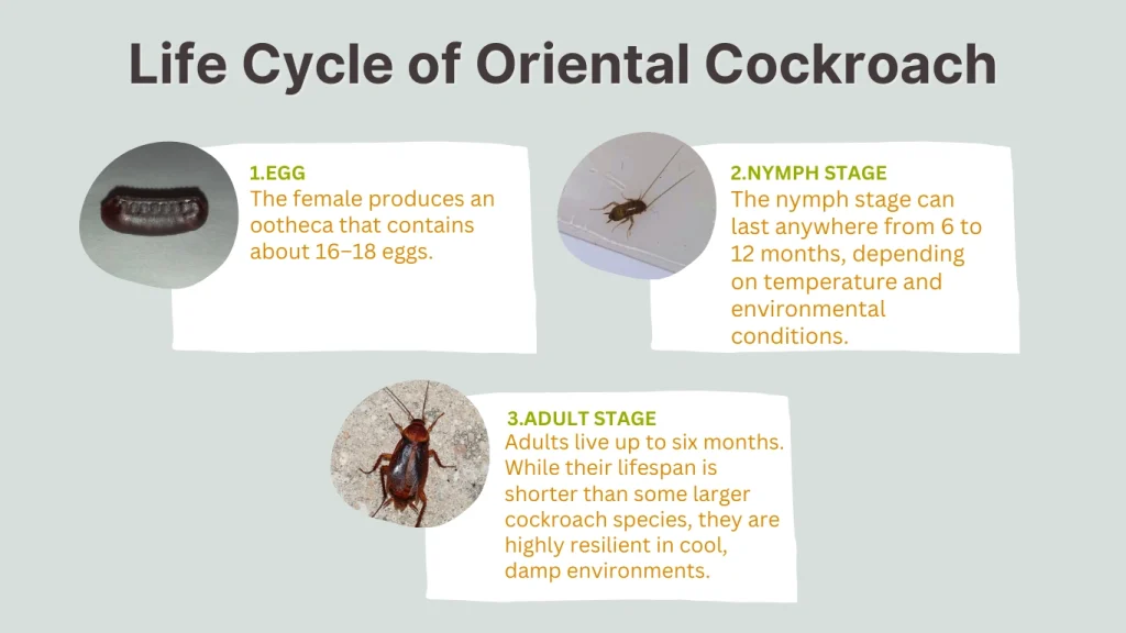 Life Cycle of Oriental Cockroach