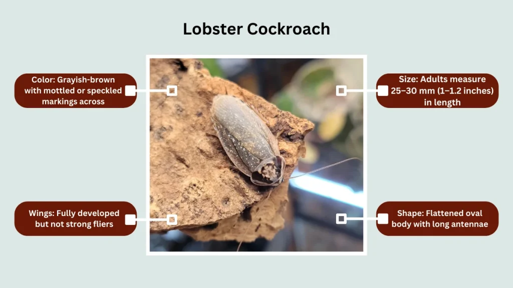 Lobster Cockroach