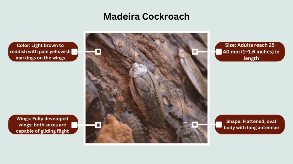 Madeira Cockroach