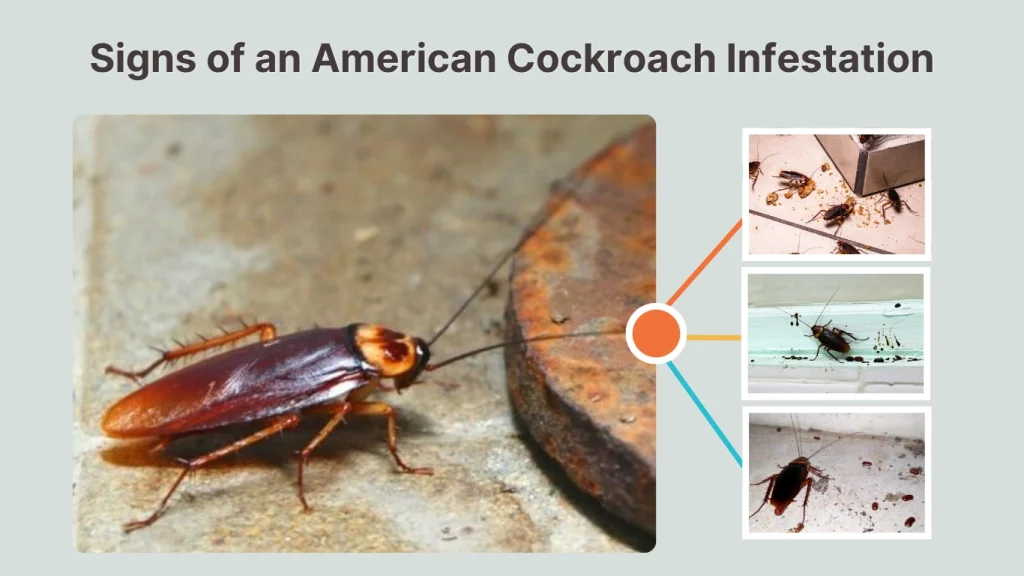 Signs of an American Cockroach Infestation