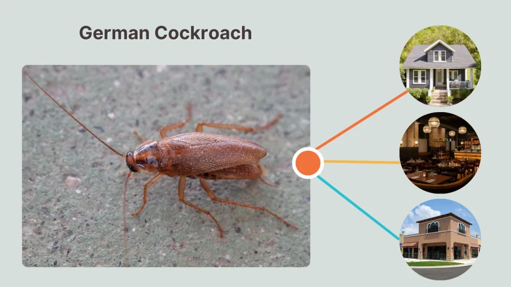 German Cockroach