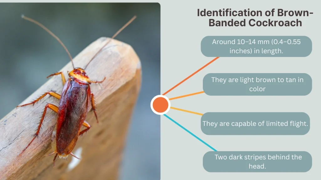 Identification of Brown-Banded Cockroach
