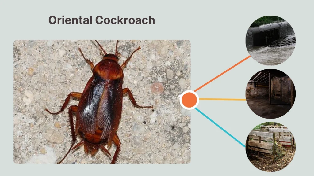Oriental Cockroach