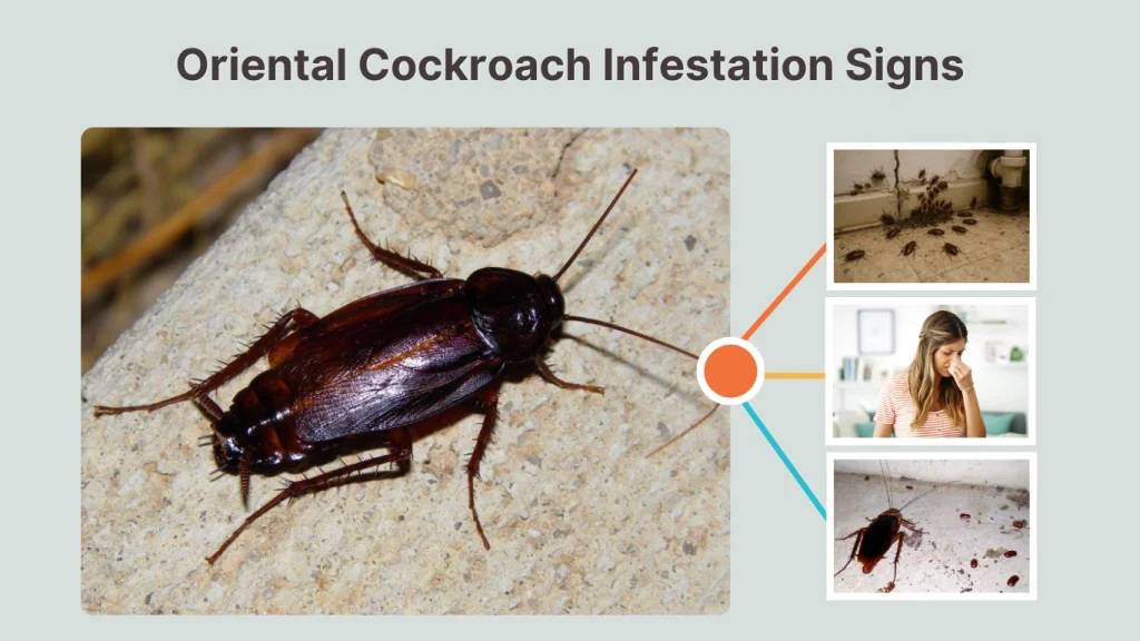 Oriental Cockroach Infestation Signs
