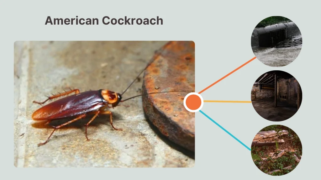 American Cockroach