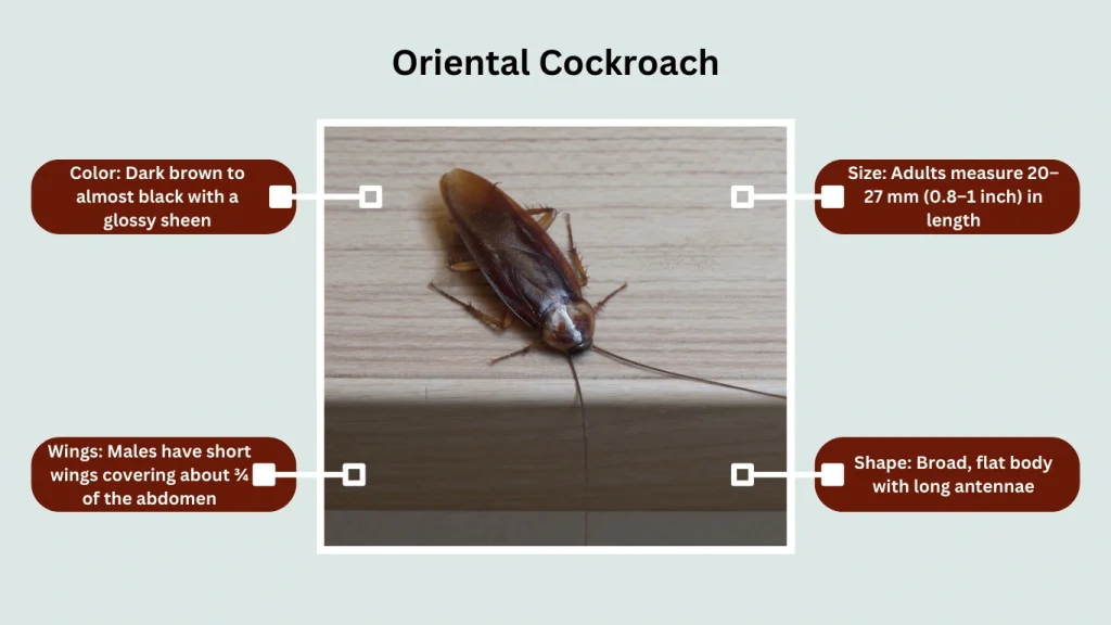 Oriental Cockroach