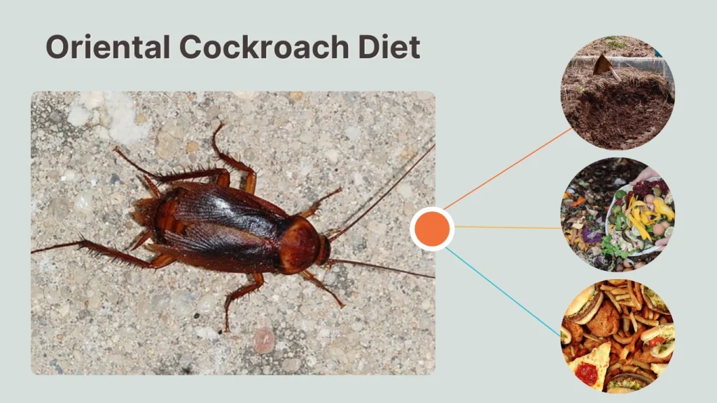 Oriental Cockroach Diet