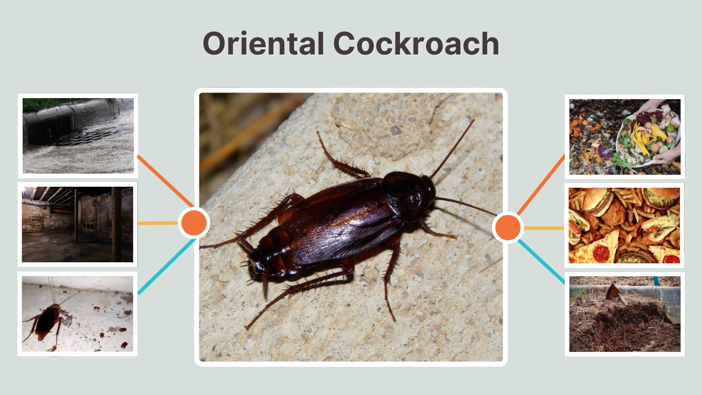 Oriental Cockroach Size, Identification, Life Cycle, Diet & Control