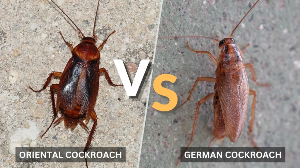 Oriental Cockroach vs. Other Cockroaches