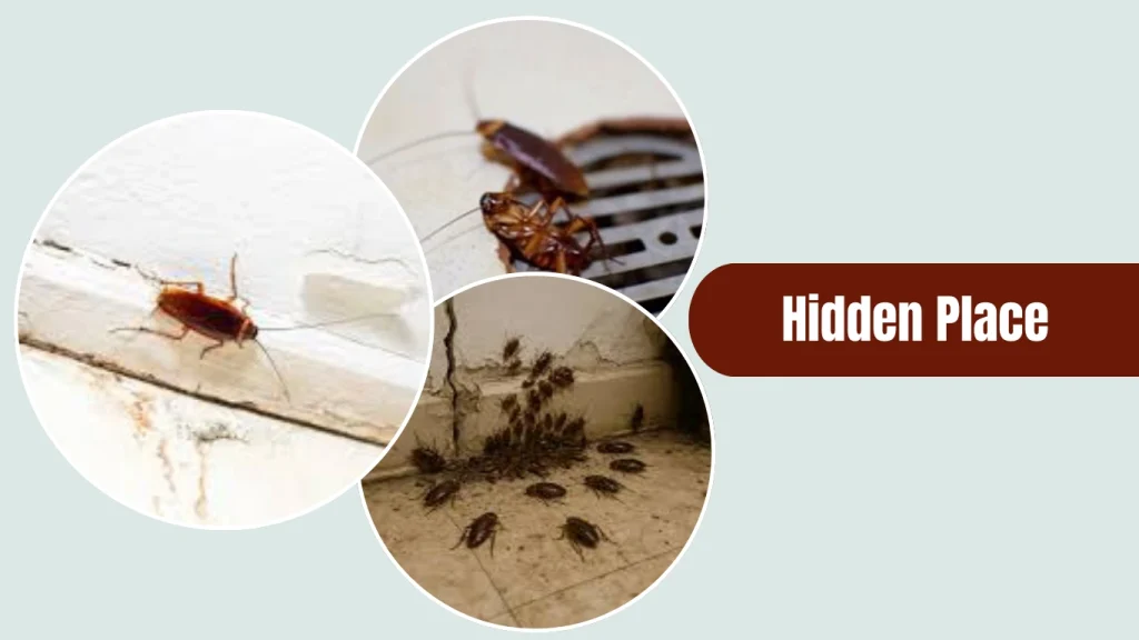 Oriental cockroaches usually nest in cool, damp, and hidden areas such as