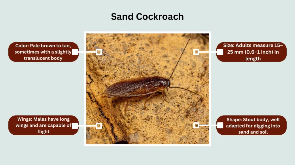 Sand Cockroach