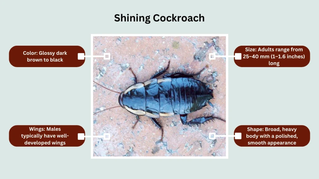 Shining Cockroach
