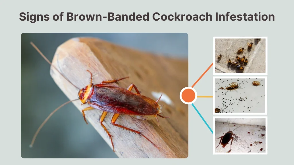 Signs of Brown-Banded Cockroach Infestation