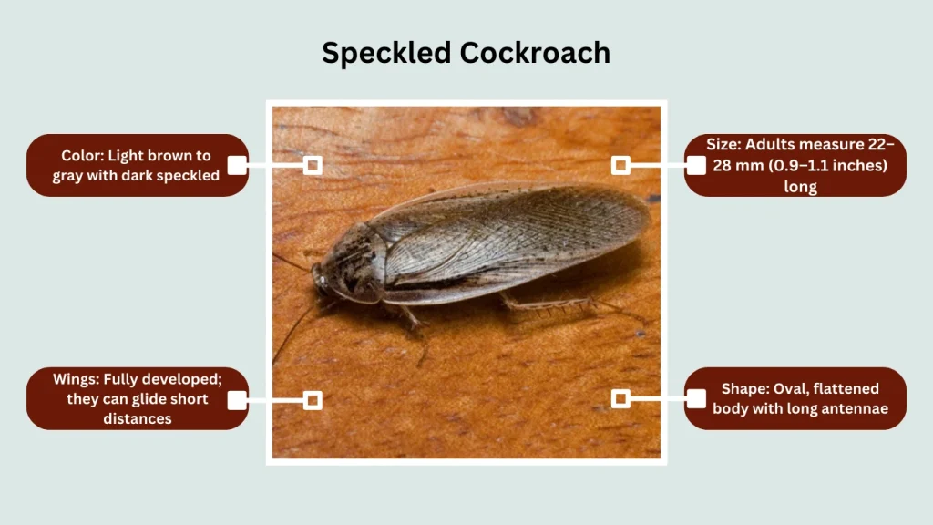 Speckled Cockroach