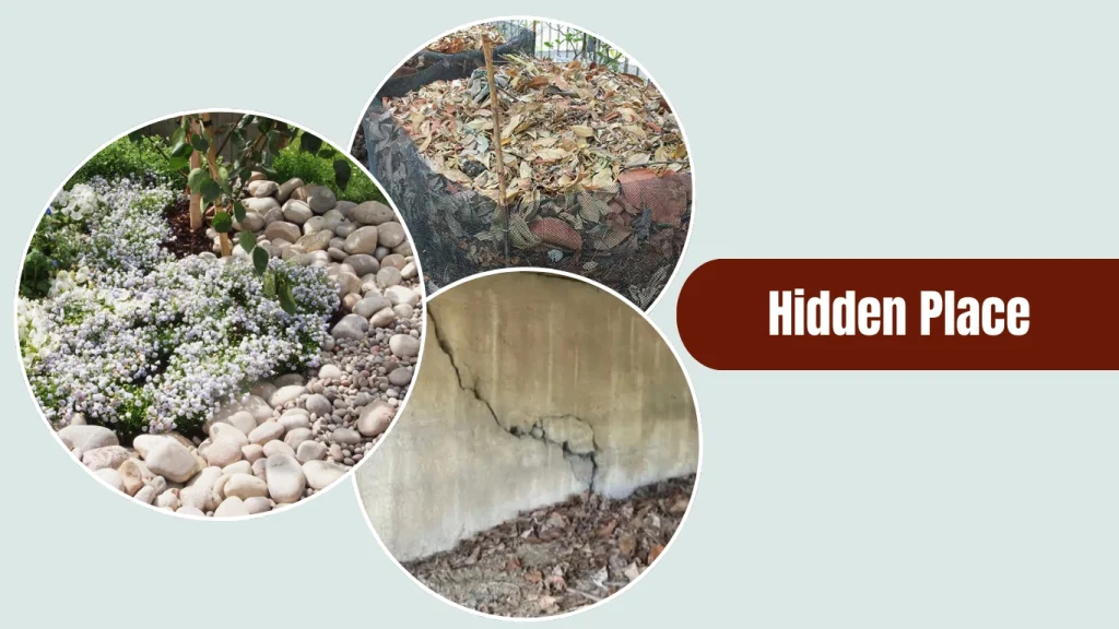 Speckled cockroaches usually nest in moist and concealed areas