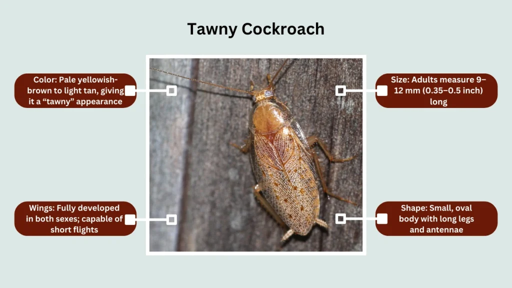 Tawny Cockroach
