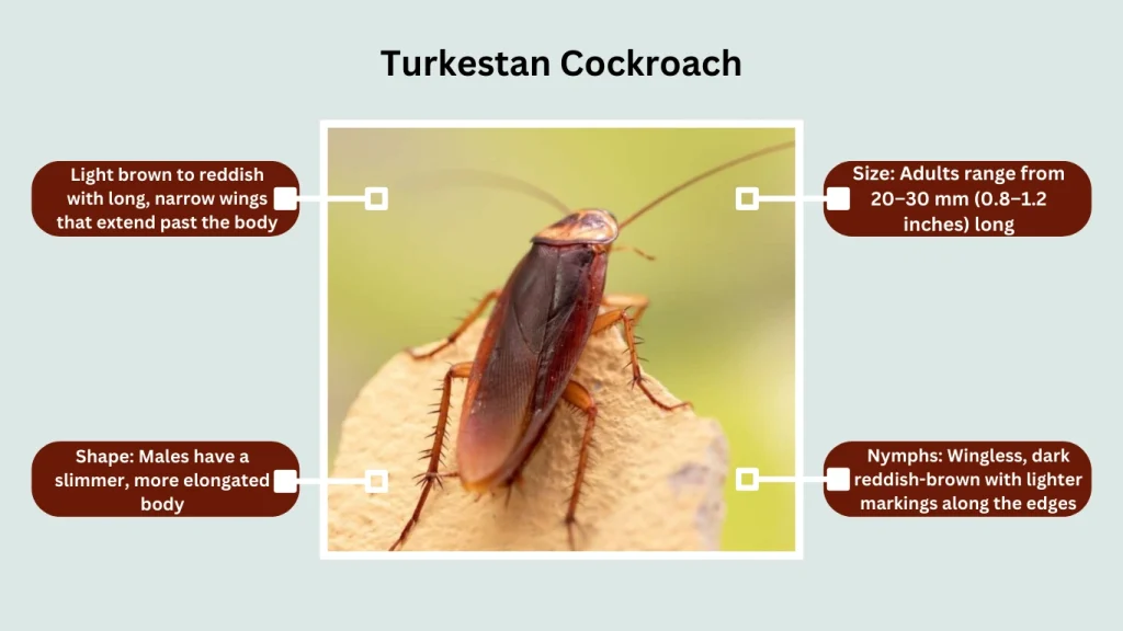 Turkestan Cockroach